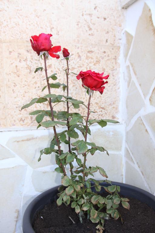 Casas Los Rosales Γκουαδίξ Εξωτερικό φωτογραφία